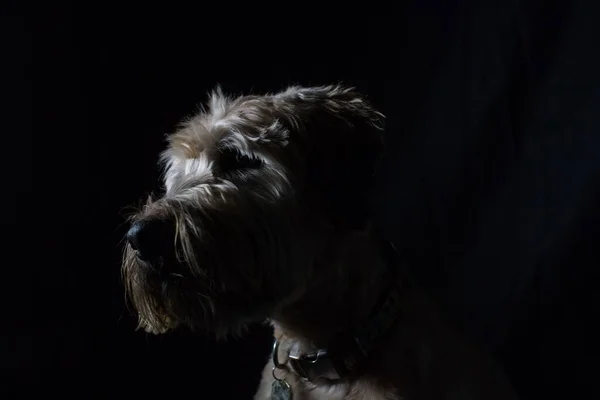 Ett Närbild Porträtt Soft Coated Wheaten Terrier Tittar Bort Svart — Stockfoto