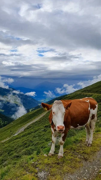 A vertical shot of a cow in the nature