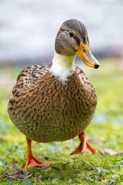Vertical Closeup Duck Walking Green Grass — Stock Photo, Image