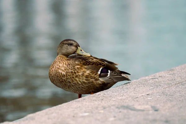 湖滨上栖息着一只褐色野鸭的特写镜头 — 图库照片