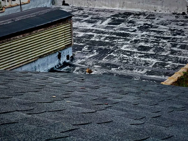 Крупный План Маленькой Птички Конце Крыши — стоковое фото