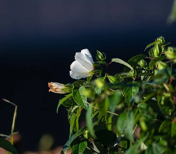 Selektivní Zaměření Bílé Konfederace Růže Tmavomodrém Pozadí Pod Slunečním Světlem — Stock fotografie