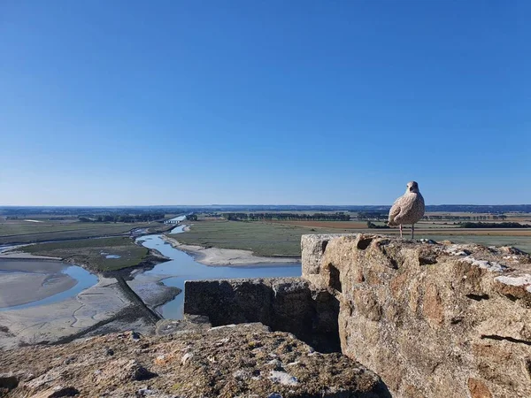 Een Meeuw Een Stenen Muur Tegen Achtergrond Van Blauwe Lucht — Stockfoto