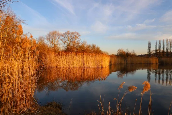 Reflection Dry Reedy Grass Dormant Mirror Lake Blue Sky — Stock Photo, Image