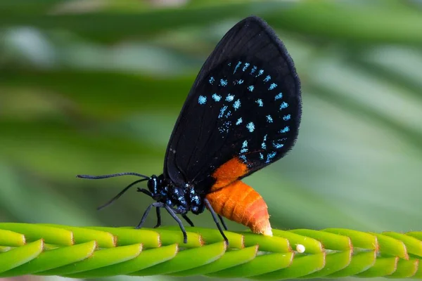 一只濒临绝种的蝴蝶产卵的宏观照片 — 图库照片