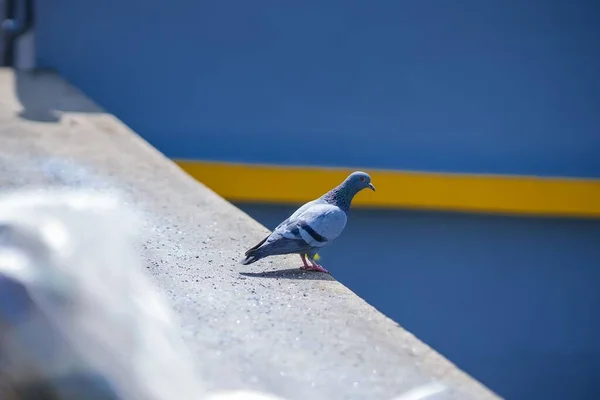 一只栖息在蓝色墙壁上的岩石鸽子的选择性聚焦镜头 — 图库照片