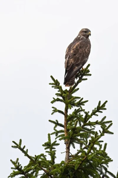 北方鹰派猫头鹰在树上的垂直镜头 — 图库照片