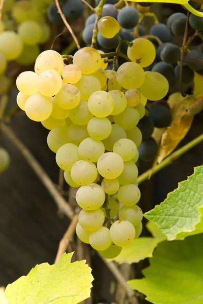 Dojrzały Biały Vitis Vinifera Vinograd Pionowy — Zdjęcie stockowe