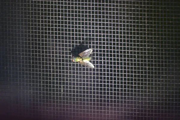 Pandangan Atas Lalat Hijau Kecil Bertengger Sebuah Pagar Logam — Stok Foto