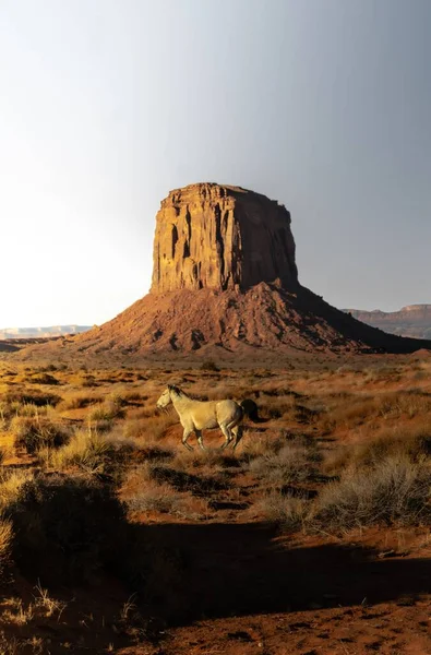 Ein Pferd Weidet Auf Einem Feld Mit Bergen Hintergrund — Stockfoto