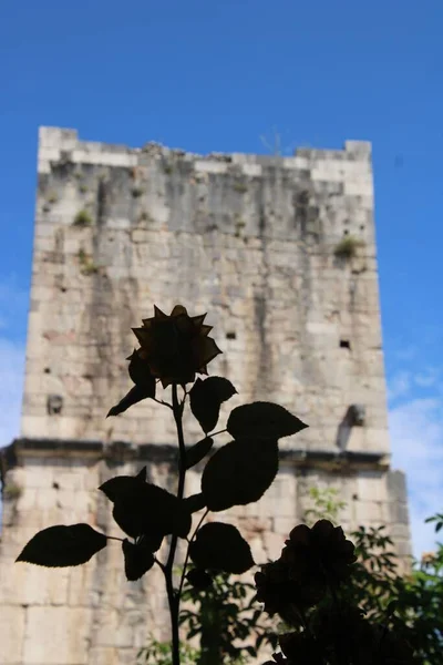 Μια Κάθετη Σιλουέτα Τριαντάφυλλου Ενάντια Ερειπωμένο Τοίχο Κάτω Από Τον — Φωτογραφία Αρχείου