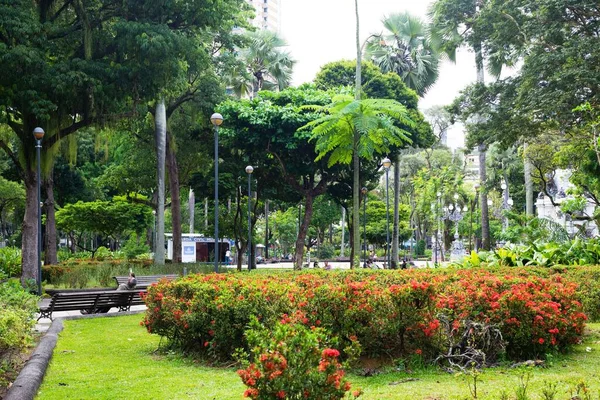 サルバドル バイーア ブラジル 2022年10月29日 ラルゴ カンポ グランデ 英語版 の庭園内の眺めは 広場2 — ストック写真