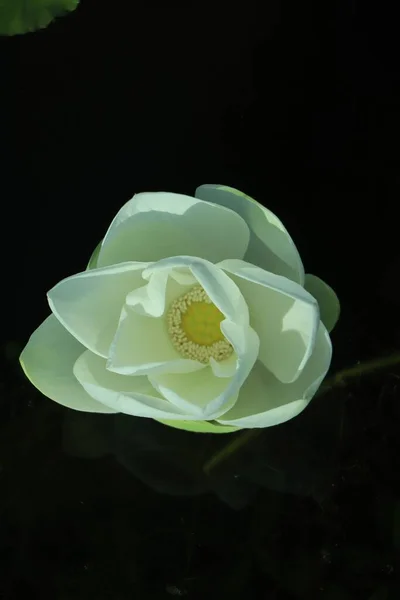 Closeup White Water Lily Flower Water Blurred Background — Stock Photo, Image