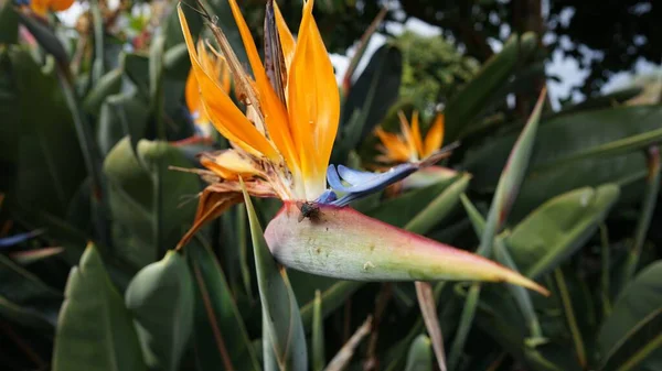 Closeup Shot Blooming Bird Paradise Flower — Stock Photo, Image