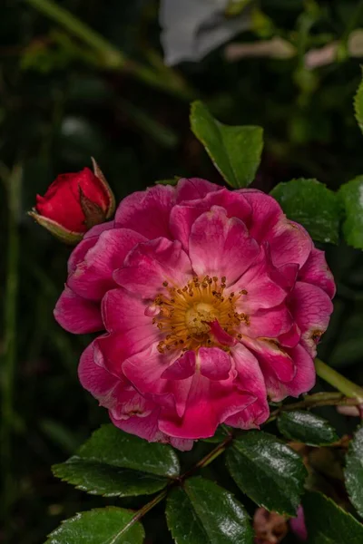 昼間に庭に緑の葉を持つピンクのバラの花の垂直ショット — ストック写真