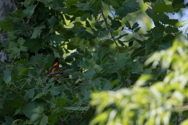 Widok Bliska Ptaków Oriole Baltimore Siedzących Gałęzi Zielono Liściastego Drzewa — Zdjęcie stockowe