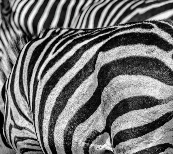 縞模様の黒と白のゼブラの毛皮のクローズアップショット — ストック写真