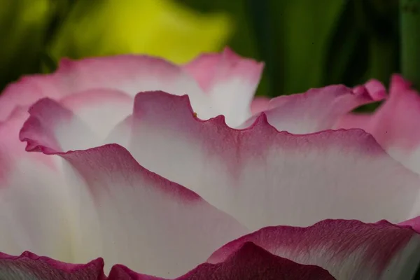 Крупним Планом Знімок Білої Троянди Рожевим Пелюстках Саду — стокове фото