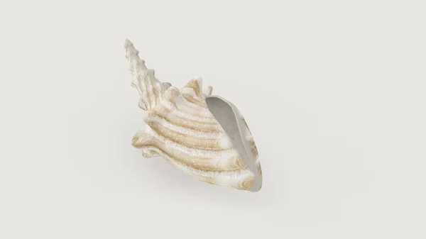 Beyaz Arka Planda Izole Edilmiş Bir Deniz Kabuğunun Boyutlu Görüntüsü — Stok fotoğraf