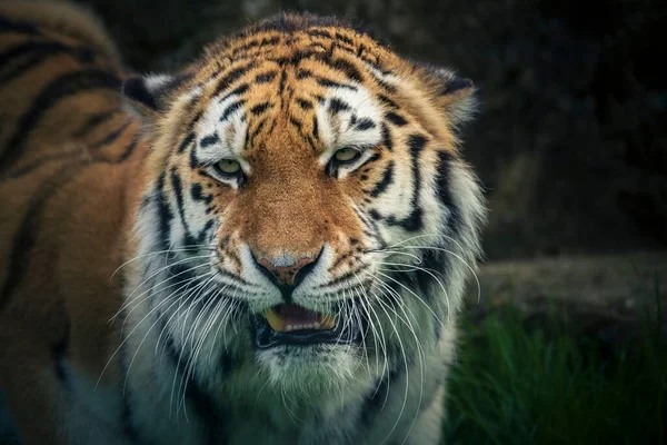 Close Detalhes Sobre Belo Tigre Bengala Uma Floresta — Fotografia de Stock