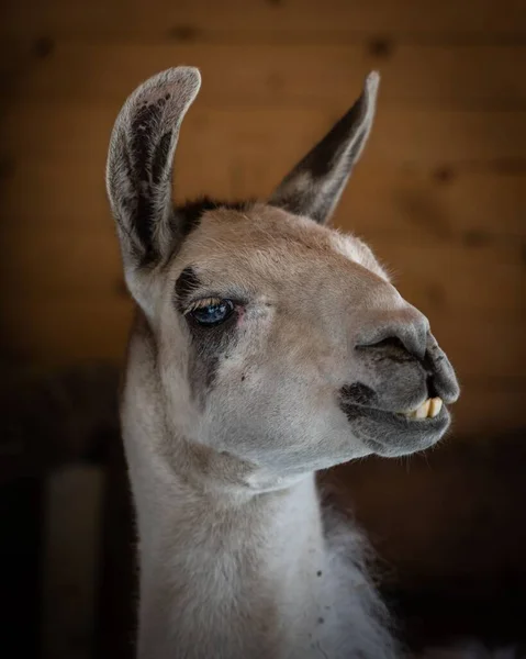 Eine Vertikale Nahaufnahme Eines Lamas — Stockfoto