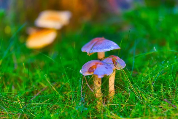 Tiro Close Cogumelo Selvagem Encontrado Crescendo Natureza — Fotografia de Stock