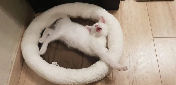 Garip Gözlü Beyaz Khao Manee Kedi Yavrusu Heterokromi — Stok fotoğraf