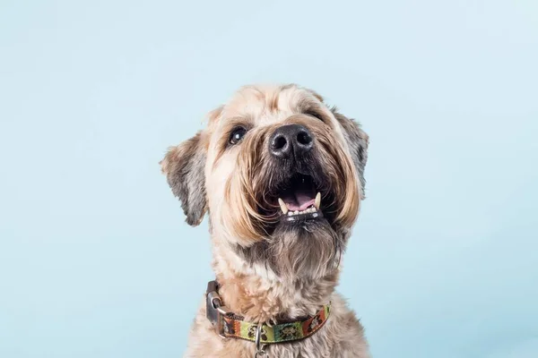 Portrait Beautiful Wheaten Terrier Blue Wall — Stock Photo, Image