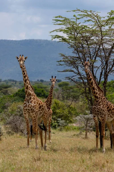 Tiro Vertical Girafas Masai Reserva Nacional Masai Mara Quênia — Fotografia de Stock