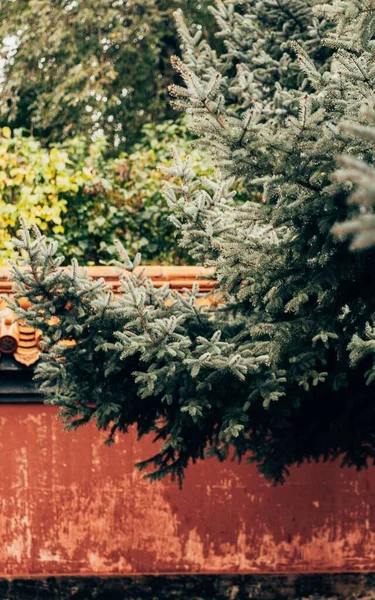 Ein Immergrüner Baum Der Nähe Eines Traditionellen Chinesischen Gebäudes — Stockfoto