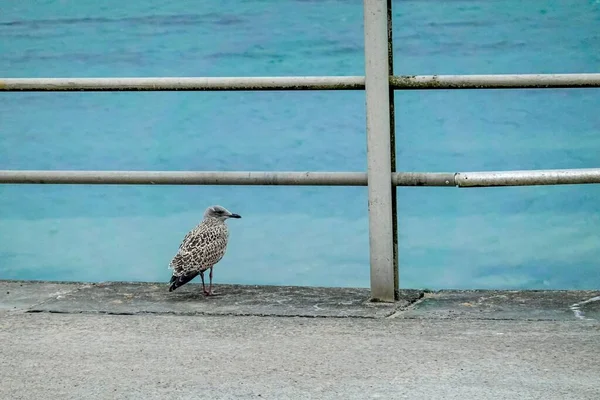 Seabirds Railings Seaside — Stock Photo, Image