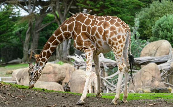 Giraffe Walking Green Trees Zoo — Stock Photo, Image