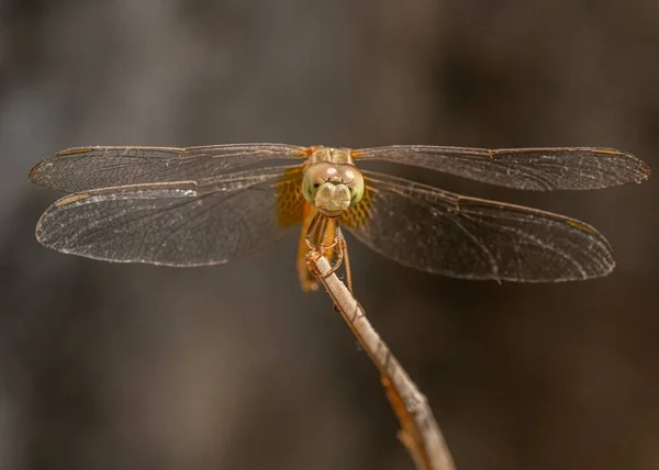 Macro Shot Dragonfly Perched Stick — Stock Photo, Image