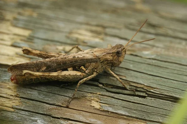 Macro Shot Bow Winged Grasshopper Sitting Wooden Surface — Stock Photo, Image