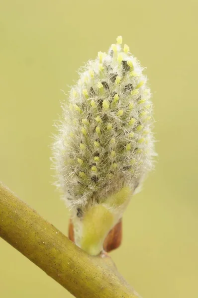Primer Plano Gatito Willow Flor Salix Caprea Sobre Fondo Borroso —  Fotos de Stock