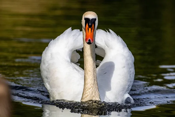Белый Лебедь Спокойном Пруду Парке — стоковое фото