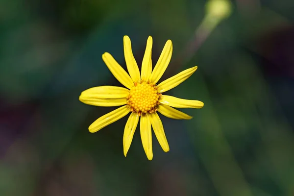 Zbliżenie Zdjęcie Kwiatu Żółtymi Płatkami Znalezionymi Dziczy — Zdjęcie stockowe