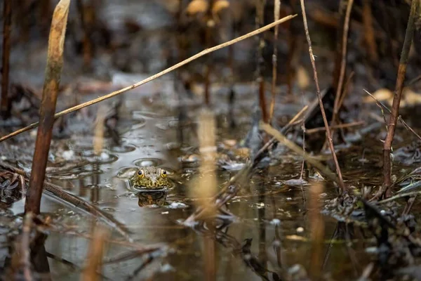 Frog California Marsh Cloudy Day Just Storm — Stock Photo, Image