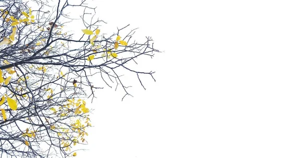 Белый Фон Ветвями Деревьев Желтыми Листьями Сбоку Копировальным Пространством — стоковое фото