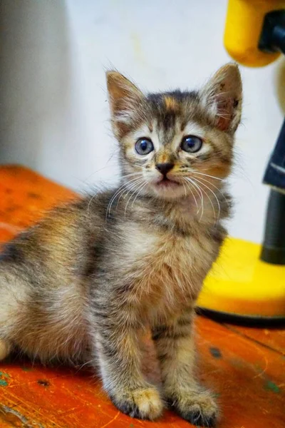 고양이의 아름다운 — 스톡 사진