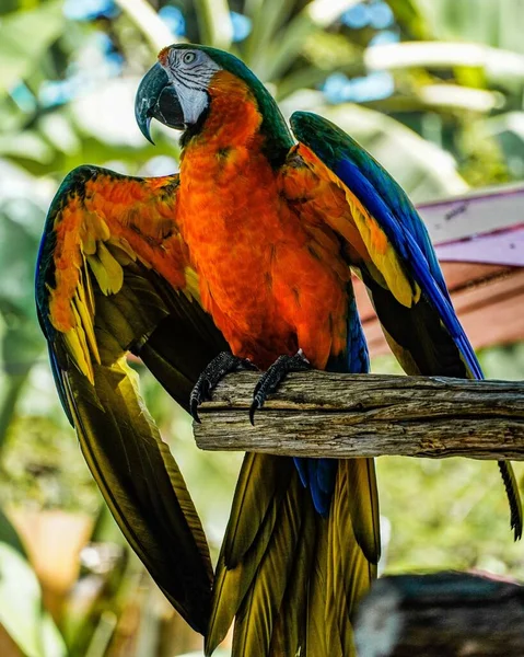 Pionowe Ujęcie Kolorowej Papugi Drzewie Neapolu Florydzie — Zdjęcie stockowe