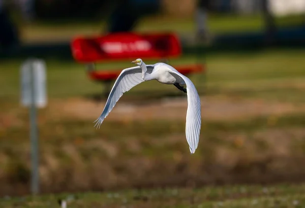 Krásný Záběr Velkého Bílého Ptáka Letícího Nad Krajinou — Stock fotografie