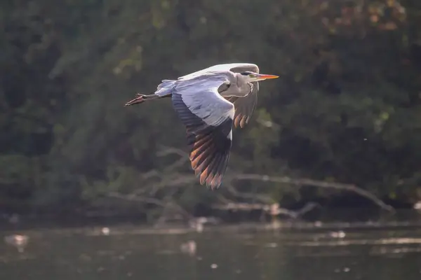 Güneşli Bir Günde Gölün Üzerinde Uçan Gri Balıkçıl Kuşunun Hareketli — Stok fotoğraf