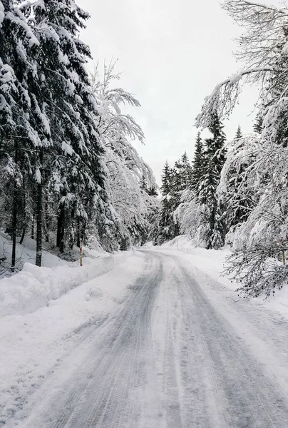 Ένα Κάθετο Πλάνο Ενός Δρόμου Μέσα Από Δέντρα Καλυμμένο Χιόνι — Φωτογραφία Αρχείου