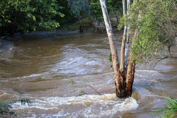 Närbild Bild Bild Werribee River Översvämning Med Starkt Vattenflöde Efter — Stockfoto