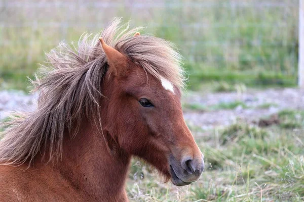Großaufnahme Eines Schönen Ponys Auf Einem Feld Einem Windigen Tag — Stockfoto