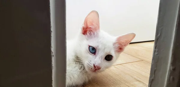 Seltsames Weißes Khao Mähnen Kätzchen Mit Heterochromie — Stockfoto