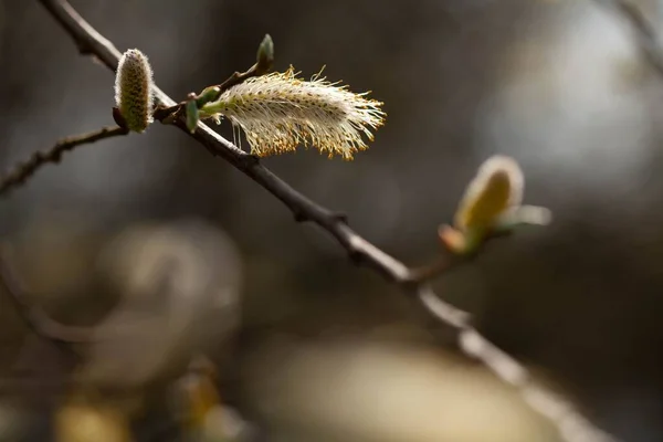 Közelkép Finom Fűzfa Virágok Salix Homályos Napos Háttér — Stock Fotó