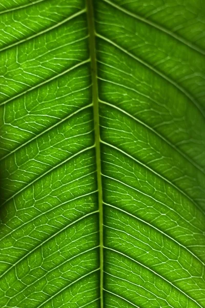 緑の葉のパターンの垂直ショット — ストック写真