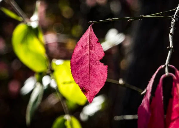 Eine Nahaufnahme Roter Blätter Auf Ästen Auf Verschwommenem Hintergrund — Stockfoto
